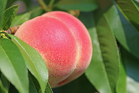 closeup photo of red fruiot thumbnail