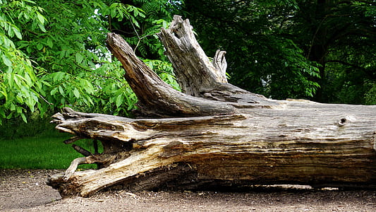wood, landscape, nature, water thumbnail