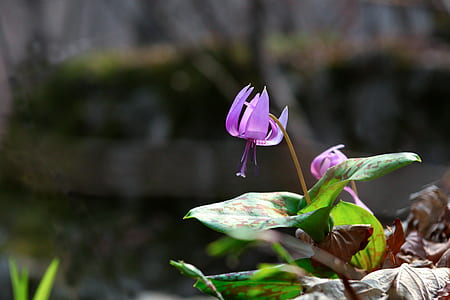 green plant with purple flowers thumbnail