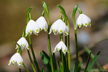 white flowers thumbnail