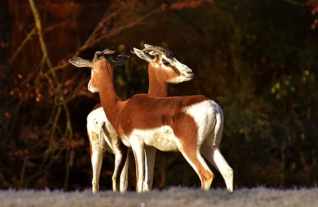 two brown and white deer during daytime thumbnail