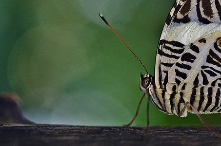 selective macro photography of white and black butterfly on black wood surface thumbnail