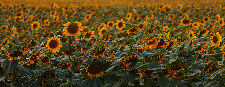 low light photography of sunflower field thumbnail