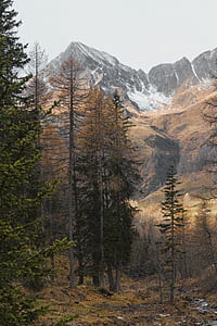 pine trees near mountain taken during daytime thumbnail