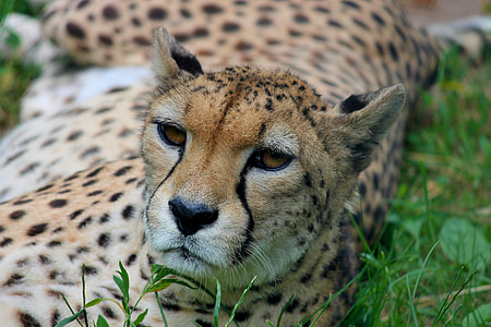 close up photography of cheetah lying on grass field thumbnail