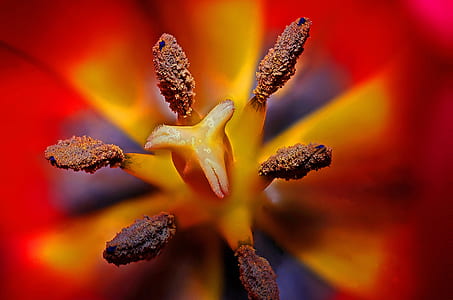 red and yellow tulip flower in macro photography thumbnail