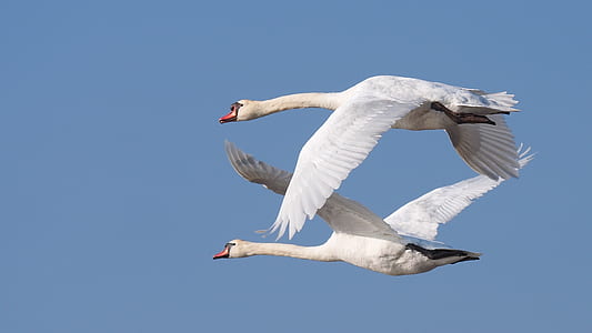two flying geese identical to each other under gray sky at day thumbnail