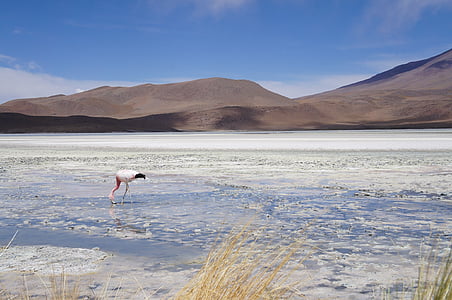 white flamingo on lake taken at daytime thumbnail