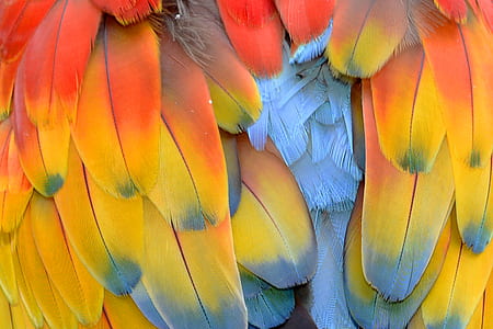 red and yellow feathers thumbnail