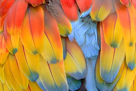 yellow, blue, and red bird feather close up photo thumbnail