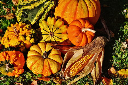 pumpkin and corn close-up photo thumbnail
