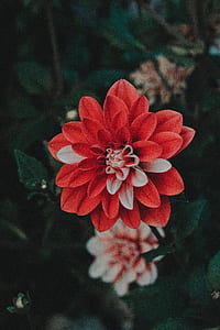 red dahlia flower in bloom thumbnail