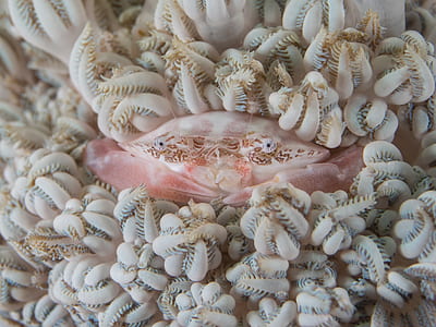 pink crab thumbnail