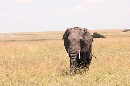 nature, animal, grass, big thumbnail
