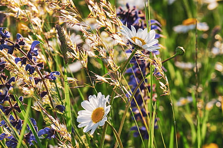 shallow focus photography of white common daisies thumbnail