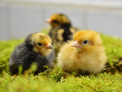 selective focus photography of yellow and black-and-yellow chicks thumbnail