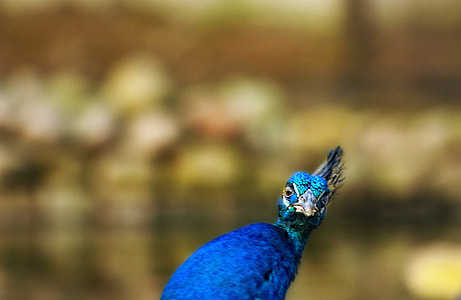 close up photo of blue bird thumbnail