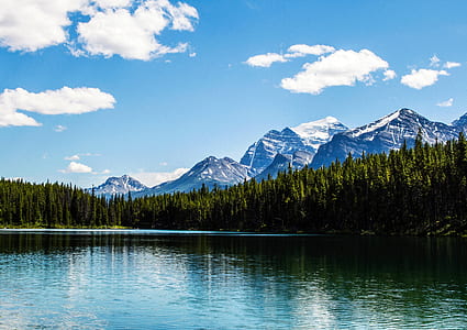 body of water surrounded of trees thumbnail
