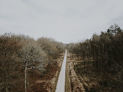 road between bare tree at daytime thumbnail