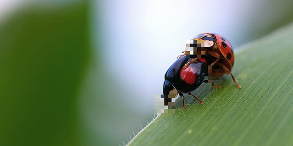 macro photography of two ladybugs thumbnail