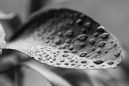 macro and grayscale photo of leaf with water droplets thumbnail