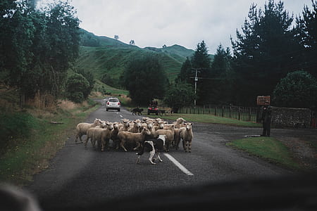 group of lamb on the street thumbnail