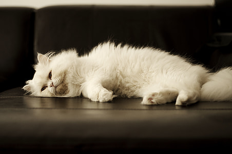white Persian cat lying thumbnail