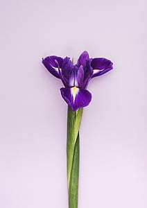 green leafed plant with purple flower thumbnail