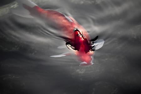 red and white koi fish in water thumbnail