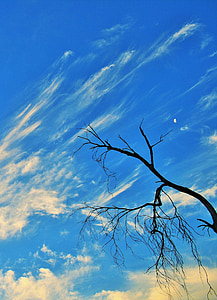 low-angle view photography of bare tree thumbnail
