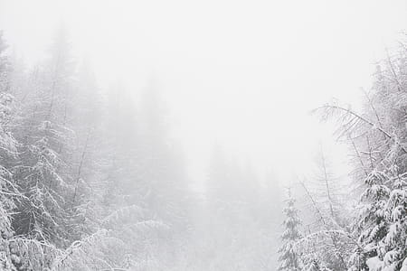 White Snowy Environment With Pine Trees thumbnail