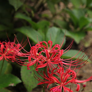 selective focus photography of red petaled flower thumbnail