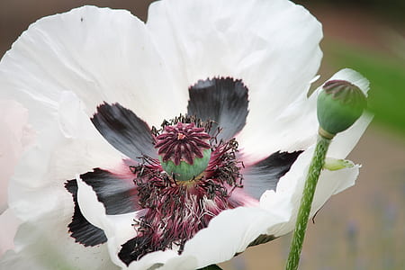 close up photo of white poppy flower thumbnail
