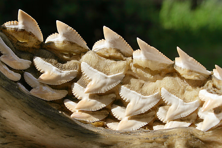 white shark teeth on brown surface thumbnail