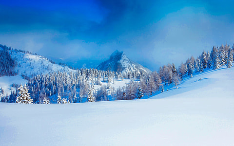 pine trees during winter season photo thumbnail
