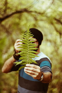 person holding green linear leaf thumbnail