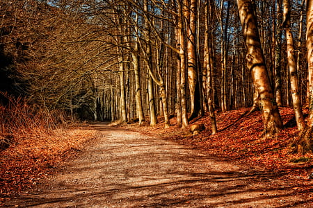 brown tree forest thumbnail