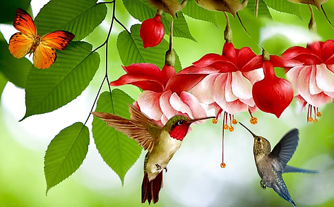 two assorted-color hummingbirds flying near red and white flowers thumbnail