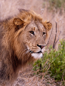 closeup photo of lion thumbnail