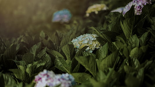 Close-up Photo of Flowers thumbnail
