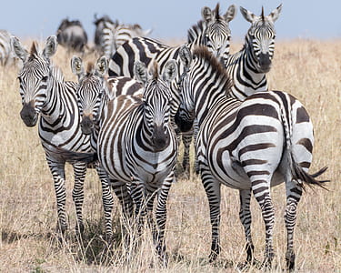 herd of zebra thumbnail