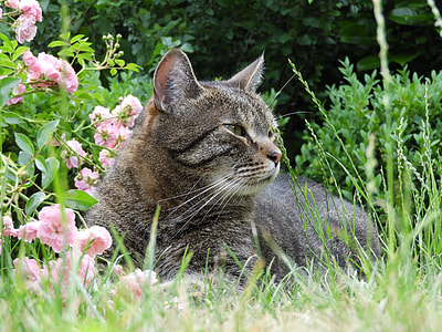grey Tabby cat laying on grass near pink petaled flower at daytime thumbnail