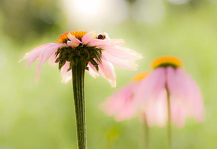 selective focus photo of pink coneflowers thumbnail
