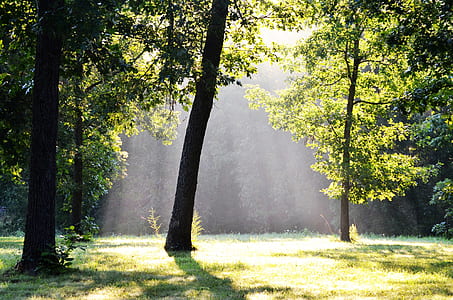 tree trunks during daytime thumbnail
