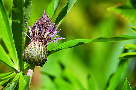 selective focus photo of purple thistle flower thumbnail