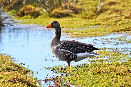 fighting goose on body of water thumbnail