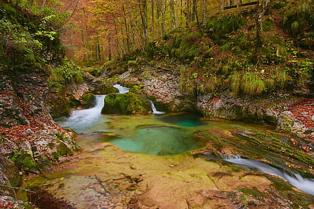 forest thumbnail