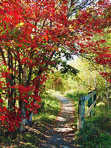 red tress thumbnail