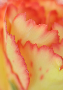 petal, flower, macro, nature, passion, flowers thumbnail