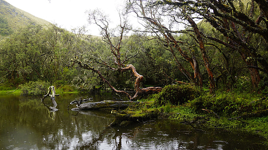 green leafed trees and body of water thumbnail